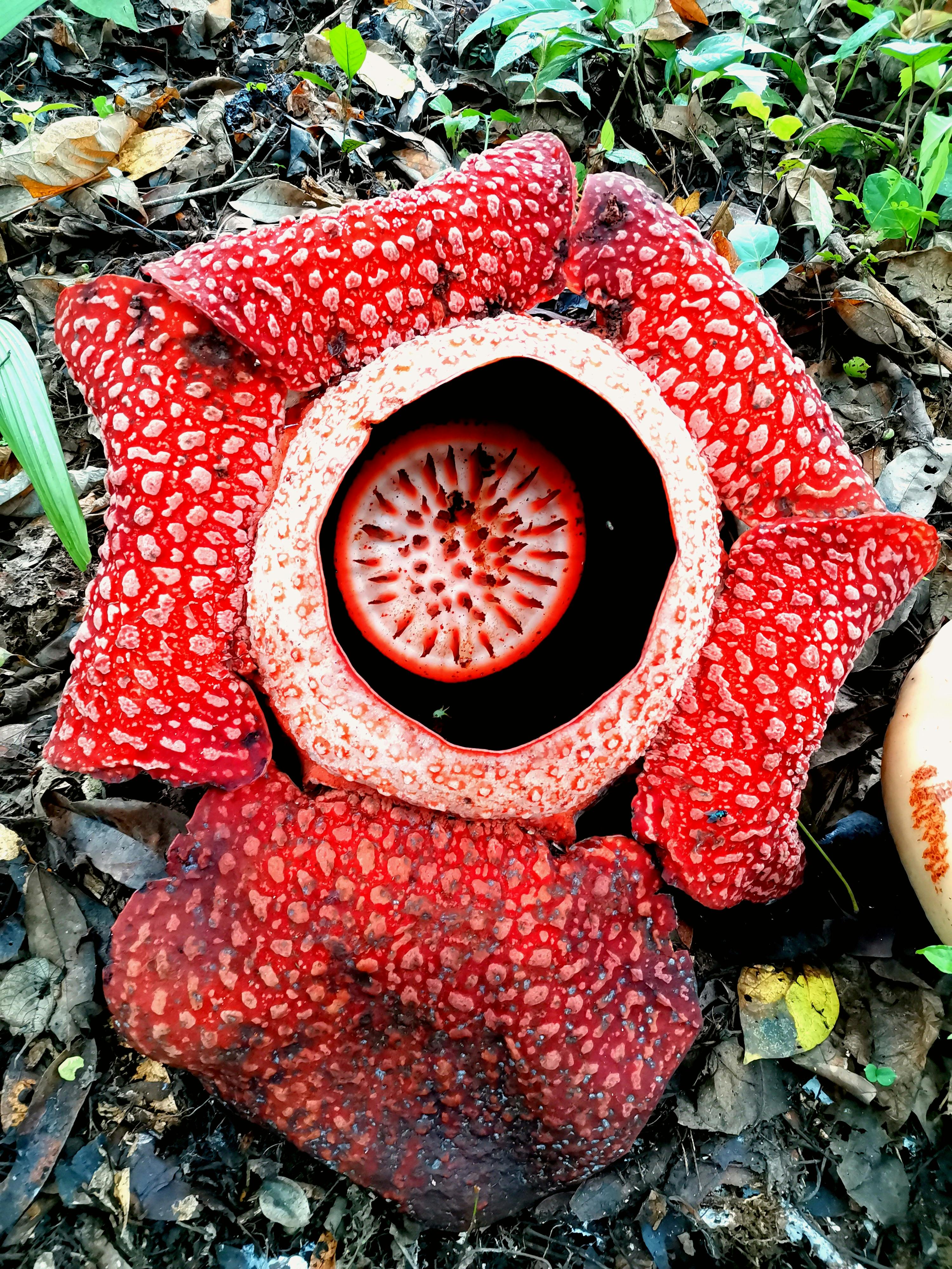 Indias Most Bizarre Flowers